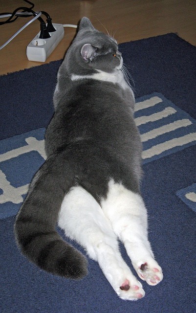 中国力量制胜时刻！新疆队绝杀魔术，陶汉林带队彰显坚韧本色