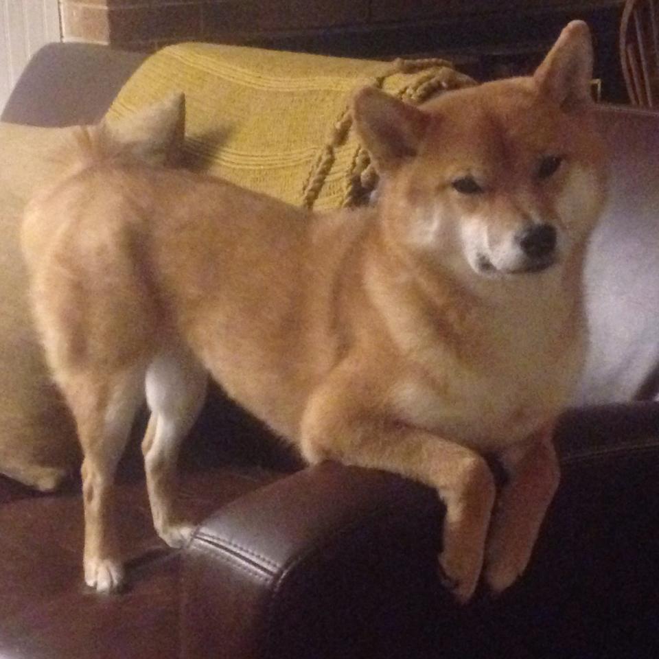 悬崖边的交响乐，戴维斯杯险胜联合杯启示录，蒂姆在传统战壕中统治全场