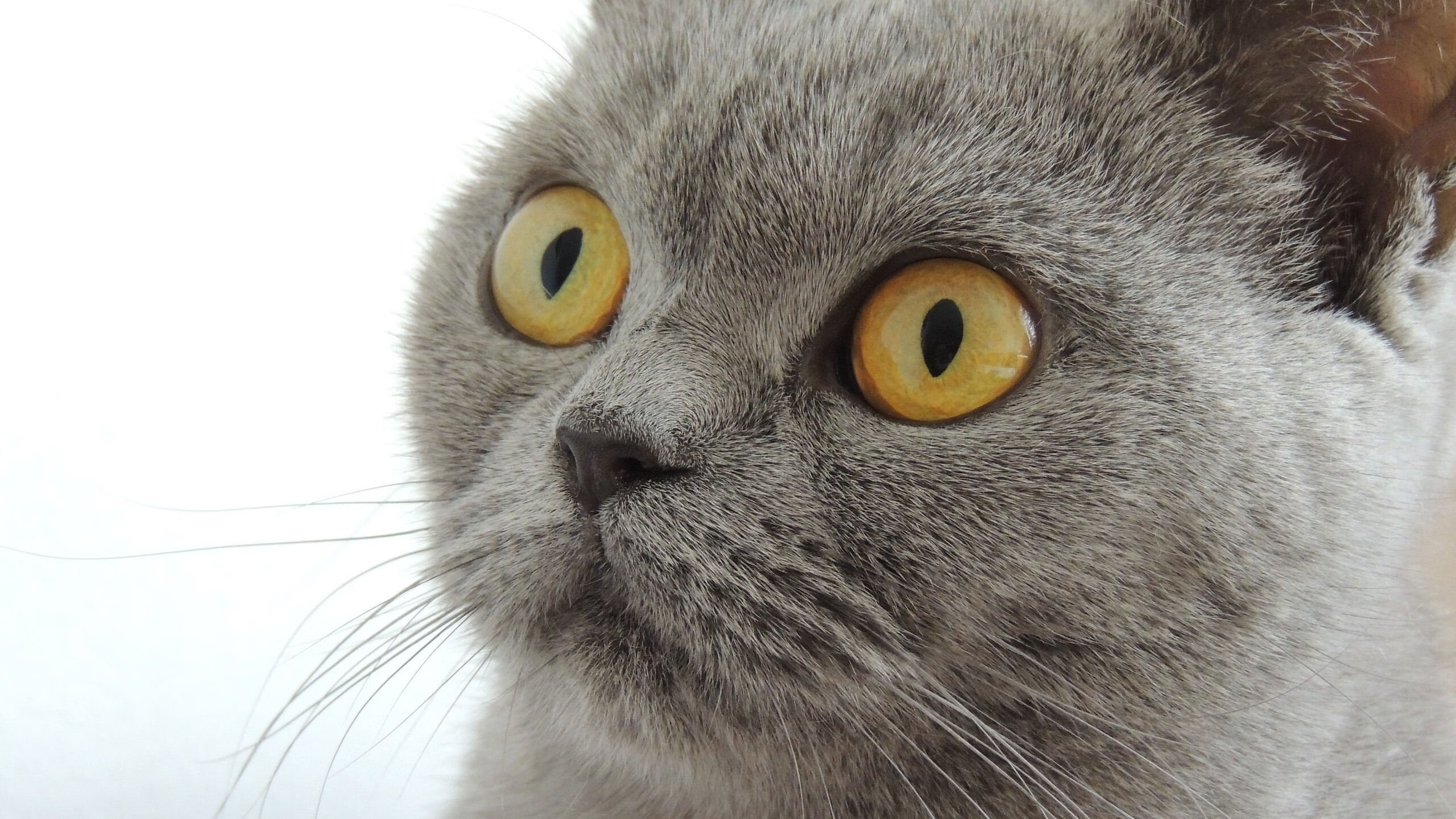 足球大变天,墨西哥完胜西班牙,卡拉斯科刷新传奇纪录