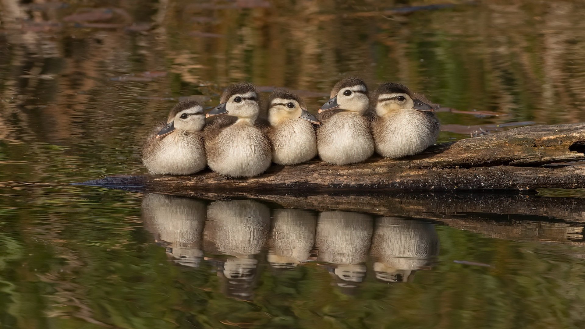 双面丹麦撕裂比利时神话，哈弗茨化身午夜刺客完成生涯加冕