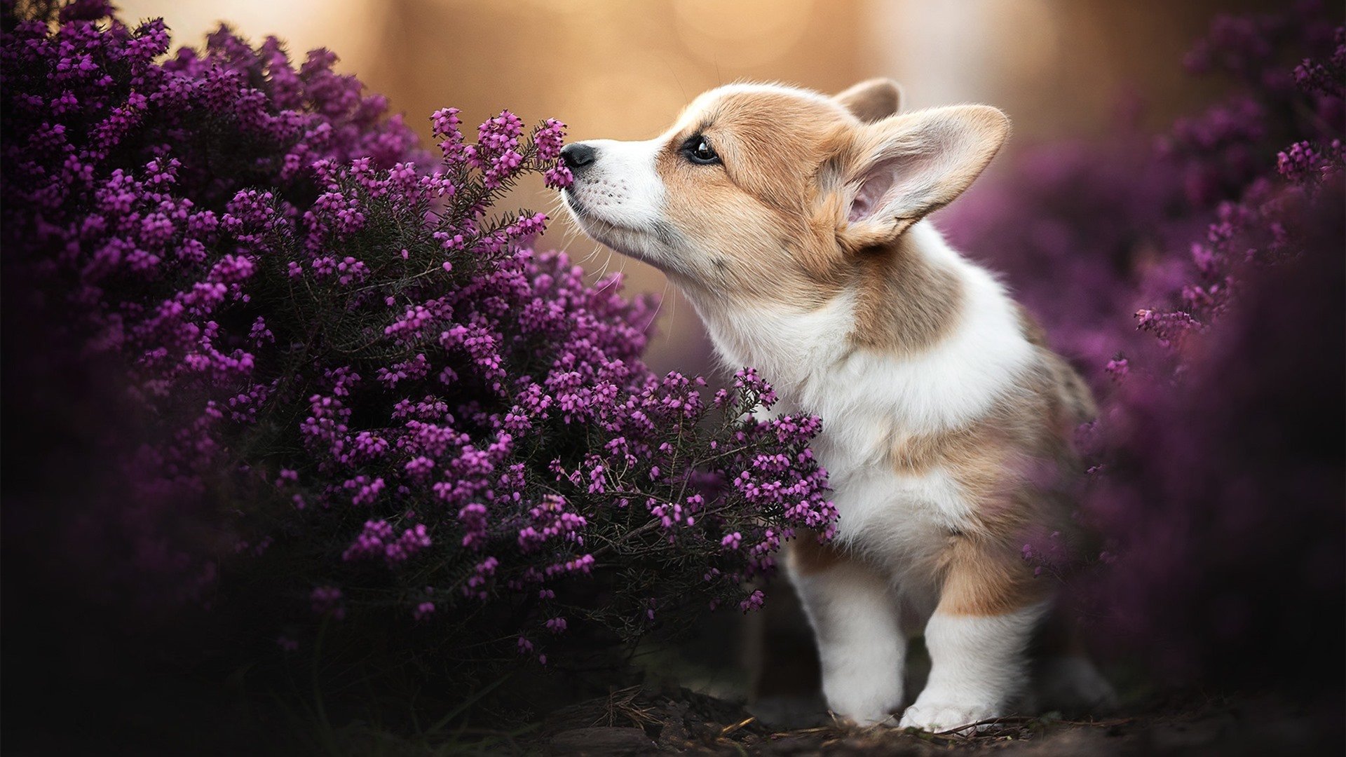 王权没有旁落,当绝杀定义伟大,唯一性在最后时刻显现
