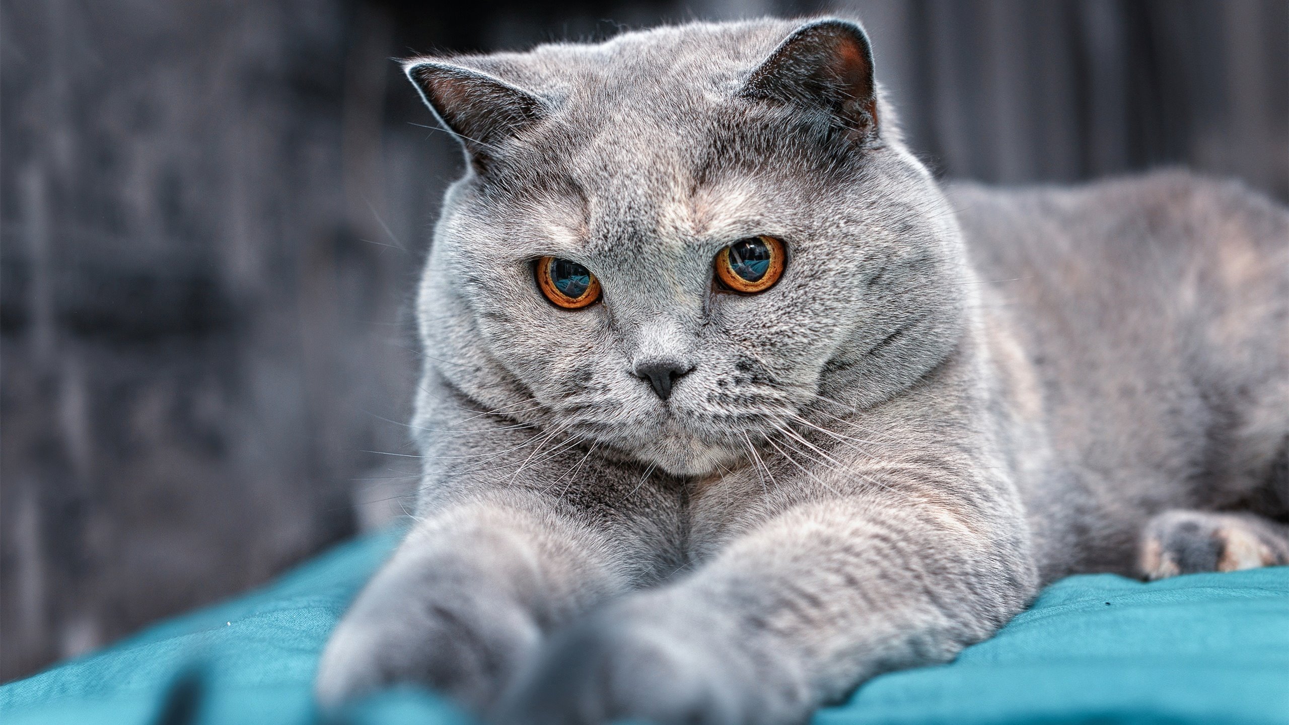 铁血破冰，烈焰焚城，卡拉斯科与毕尔巴鄂的足球哲学