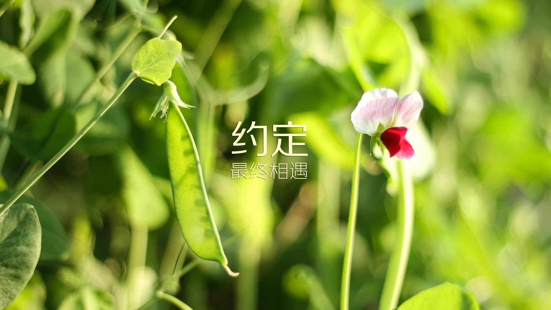 南美雄鹰折戟恒河，2026世界杯A组，穆西亚拉致命一击书写唯一神迹